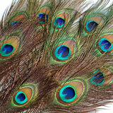 Maxbell 20 Pcs Peacock Ostrich Eye Tail Feathers for Craft Mask Hat 9-13 Inch