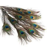 Maxbell 6x10 Pcs Peacock Eye Tail Feathers for Craft Mask Hat 9-13 Inch