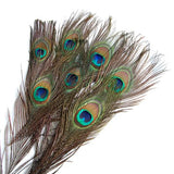 Maxbell 20 Pcs Peacock Ostrich Eye Tail Feathers for Craft Mask Hat 9-13 Inch