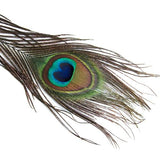 Maxbell 20 Pcs Peacock Ostrich Eye Tail Feathers for Craft Mask Hat 9-13 Inch