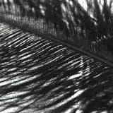 Maxbell 20 Pcs Peacock Ostrich Eye Tail Feathers for Craft Mask Hat 9-13 Inch