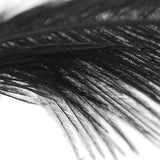 Maxbell 20 Pcs Peacock Ostrich Eye Tail Feathers for Craft Mask Hat 9-13 Inch