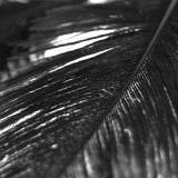 Maxbell 20 Pcs Peacock Ostrich Eye Tail Feathers for Craft Mask Hat 9-13 Inch