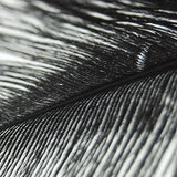 Maxbell 20 Pcs Peacock Ostrich Eye Tail Feathers for Craft Mask Hat 9-13 Inch