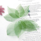 Maxbell 6x50Pcs Natural Catbrier Skeleton Leaf Leaves Card Scrapbook - Green