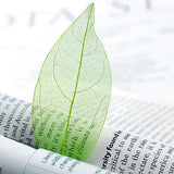 Maxbell 6x50Pcs Natural Catbrier Skeleton Leaf Leaves Card Scrapbook - Green