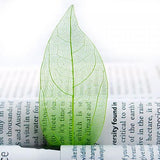 Maxbell 6x50Pcs Natural Catbrier Skeleton Leaf Leaves Card Scrapbook - Green