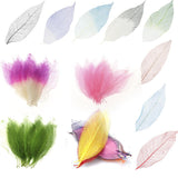 Maxbell 6x50Pcs Natural Catbrier Skeleton Leaf Leaves Card Scrapbook - Green