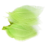 Maxbell 6x50Pcs Natural Catbrier Skeleton Leaf Leaves Card Scrapbook - Green