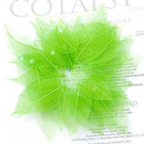 Maxbell 4x50Pcs Natural Catbrier Skeleton Leaf Leaves Card Scrapbook - Green