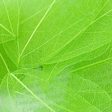 Maxbell 100pcs Natural Leaves Card Scrapbook  Wedding Card  Scrapbooking DIY