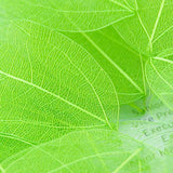 Maxbell 4x50Pcs Natural Catbrier Skeleton Leaf Leaves Card Scrapbook - Green