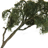 Maxbell Maple Trees Model Ash Trees Scenery Landscape Model Architecture Building
