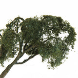 Maxbell Maple Trees Model Ash Trees Scenery Landscape Model Architecture Building