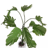 Maxbell Dollhouse Miniature Furniture Bathroom Shower Room & Green Tree Plant in POT