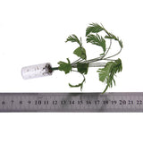 Maxbell 1/12 Green Banana Tree In White Bottle Dollhouse Miniature Garden Accessory