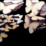 Maxbell Maxbell 50 Wooden MDF Plain Butterfly Shapes 6cm x 3mm