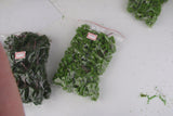 Maxbell 2x20Pcs Model Abies Holophylla Tress Train Railroad Scenery 1:150 Light Green