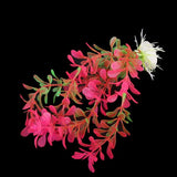 Maxbell 18cm Plastic Aquarium Plants Ornament for Fish Tank - Fuschia+3Pcs Plastic Aquarium Plants Ornament for Fish Tank+3 PCS Simulation Aquatic Plastic Plants Aquarium Ornament Decorations -Purple