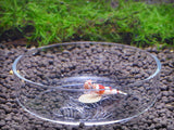 Maxbell Acrylic Shrimp Feeding Food Bowl Tray + 27cm Feeder Tube for Aquarium Fish Tank