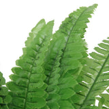 Maxbell 3 Bunch Artificial Green Boston Fern Plastic Grass Leaves Plant for Home Wedding Arrangement Decoration Size L