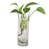 Maxbell 9xGlass Hydroponic Pot Flowers Vase Fairy Garden DIY Terrarium Container J