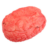 Maxbell Scary Haunted House HUMAN BRAIN Organ Body Part Halloween Horror Prop -Red