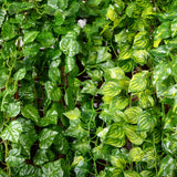 Maxbell 2Pcs Artificial Wall Hanging Ivy Vine Silk Foliage Plant Decor Grape Leaf