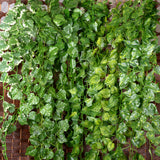 Maxbell 2Pcs Artificial Wall Hanging Ivy Vine Silk Foliage Plant Decor Grape Leaf