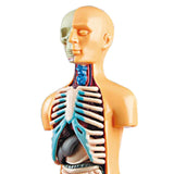 Science Human Body Model Classroom with Removable Organs Learning DIY Toys