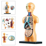 Science Human Body Model Classroom with Removable Organs Learning DIY Toys