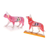 Maxbell Maxbell Dog & Cat Acupuncture Anatomical Model With Acupuncture Points Professional Teaching Tool Science Educational