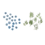 Maxbell 20x Pressed Dried Flower Dry Leaves for DIY Crafts Bookmark Cards Making