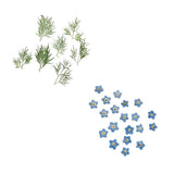 Maxbell 20x Pressed Dried Flower Dry Leaves for DIY Crafts Bookmark Cards Making