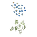 Maxbell 20x Pressed Dried Flower Dry Leaves for DIY Crafts Bookmark Cards Making