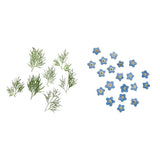 Maxbell 20x Pressed Dried Flower Dry Leaves for DIY Crafts Bookmark Cards Making