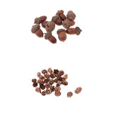 Maxbell 40 Pieces Natural Pine Cones Acorns Dried Table Ornament Home Decoration DIY