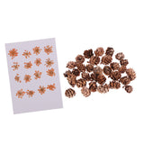Maxbell 16 Pcs Dried  Pressed Dried Flowers+30 Pcs Real Natural Small Pine Cones