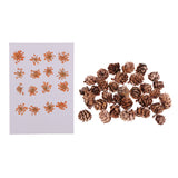 Maxbell 16 Pcs Dried  Pressed Dried Flowers+30 Pcs Real Natural Small Pine Cones