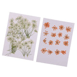 Maxbell 16x None Branch +10 Pcs Branched Pressed Dried Flowers DIY Embossed Flower