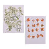 Maxbell 16x None Branch +10 Pcs Branched Pressed Dried Flowers DIY Embossed Flower