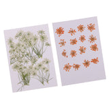 Maxbell 16x None Branch +10 Pcs Branched Pressed Dried Flowers DIY Embossed Flower