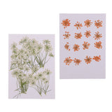 Maxbell 16x None Branch +10 Pcs Branched Pressed Dried Flowers DIY Embossed Flower