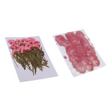 Maxbell 50x None Branch +50 Pcs Branched Pressed Dried Flowers DIY Embossed Flowers