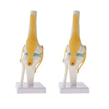 Maxbell 2 PCS 1:1 Lifesize Human Knee Joint Skeleton Model for  Teaching Aid