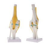 Maxbell 2 PCS 1:1 Lifesize Human Knee Joint Skeleton Model for  Teaching Aid