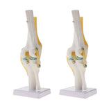 Maxbell 2 PCS 1:1 Lifesize Human Knee Joint Skeleton Model for  Teaching Aid