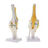 Maxbell 2 PCS 1:1 Lifesize Human Knee Joint Skeleton Model for  Teaching Aid