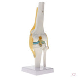 Maxbell 2 PCS 1:1 Lifesize Human Knee Joint Skeleton Model for  Teaching Aid