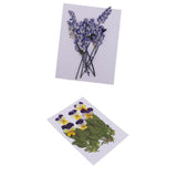 Maxbell 16 Pieces Assorted Natural Pressed Dried Flowers DIY Scrapbooking Art Crafts